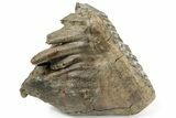 Woolly Mammoth Molar - Siberia #232723-3